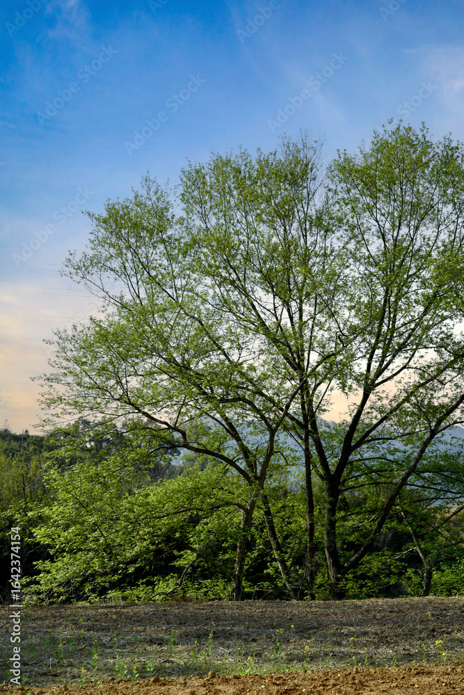 Obraz premium trees in the field