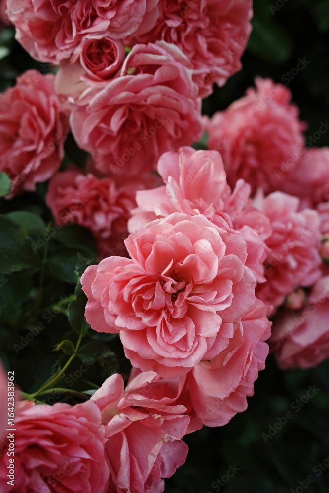 Bunch of pink flowers with green leaves. Vertical background. Wallpapers phone. Bunch of pink flowers with green leaves. Vertical background. Wallpapers phone.