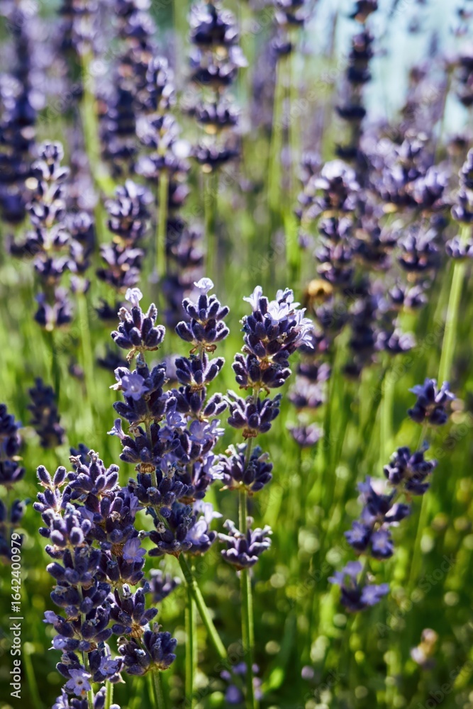 Naklejka premium Field of lavender flowers with a blue sky in the background. Vertical background. Wallpapers phone.