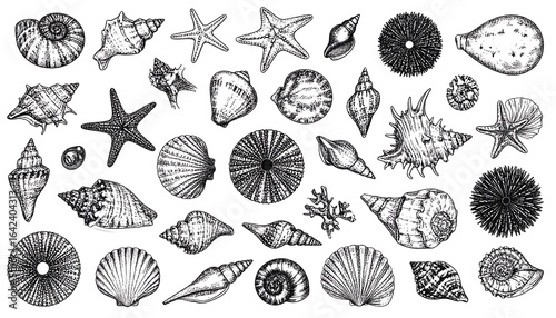 Variety of seashells and starfish