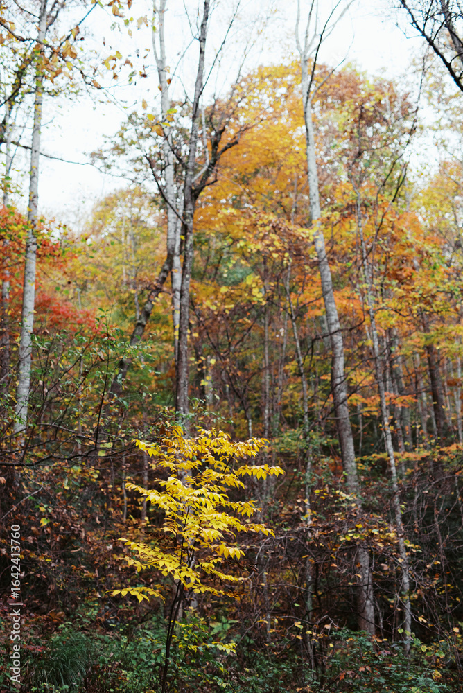 Fototapeta premium Autumn forest with colorful foliage and single yellow sapling