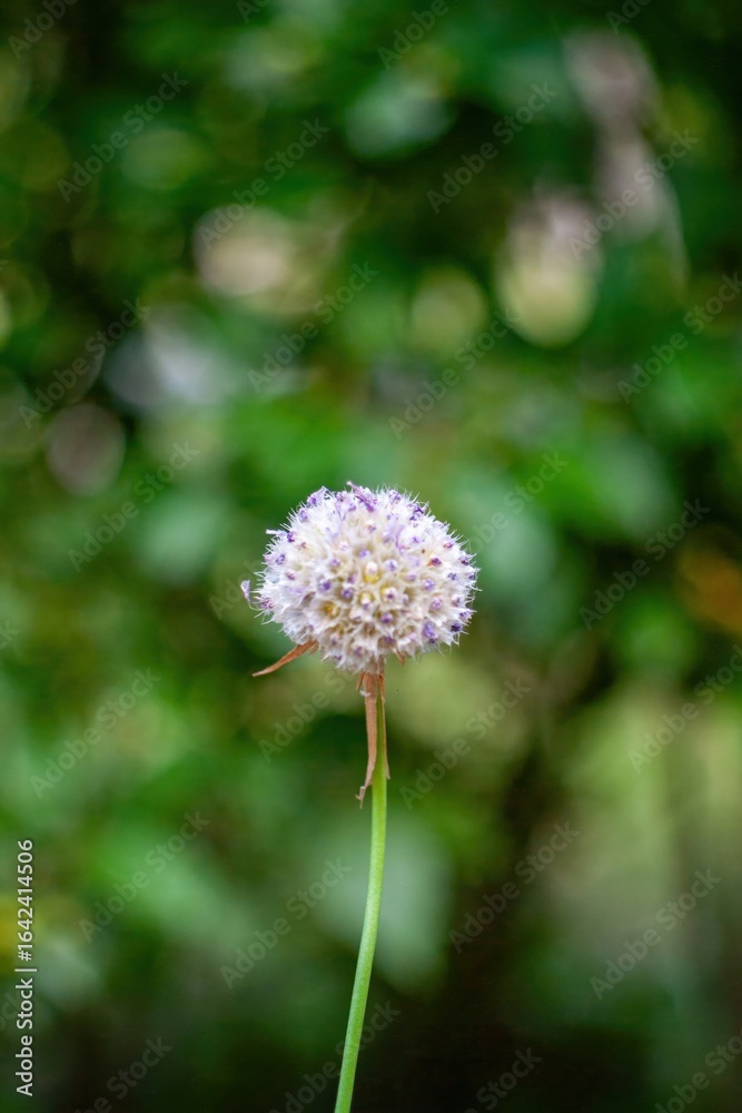 Small white flower with a brown stem is standing in a green field. Wallpapers vertical. Background. Small white flower with a brown stem is standing in a green field. Wallpapers vertical. Background.