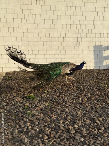 walking on gravel in sunlight with tail feathers trailing