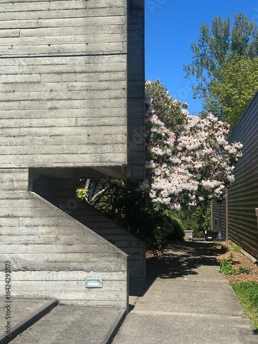 Brutalist Concrete Staircase and Flowering Tree
