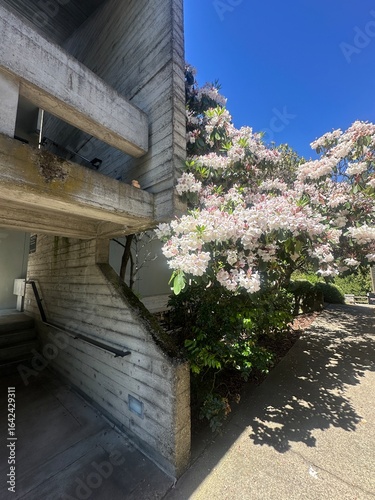 Brutalist Building with Blooming Rhododendron