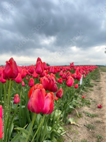 Red Tulips in Bloom under Cloudy Sky