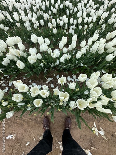 White Tulips with Person Standing in Field