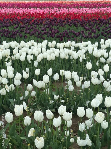 Rows of White, Purple, and Pink Tulips