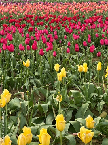 Yellow and Pink Tulips in Blooming Field
