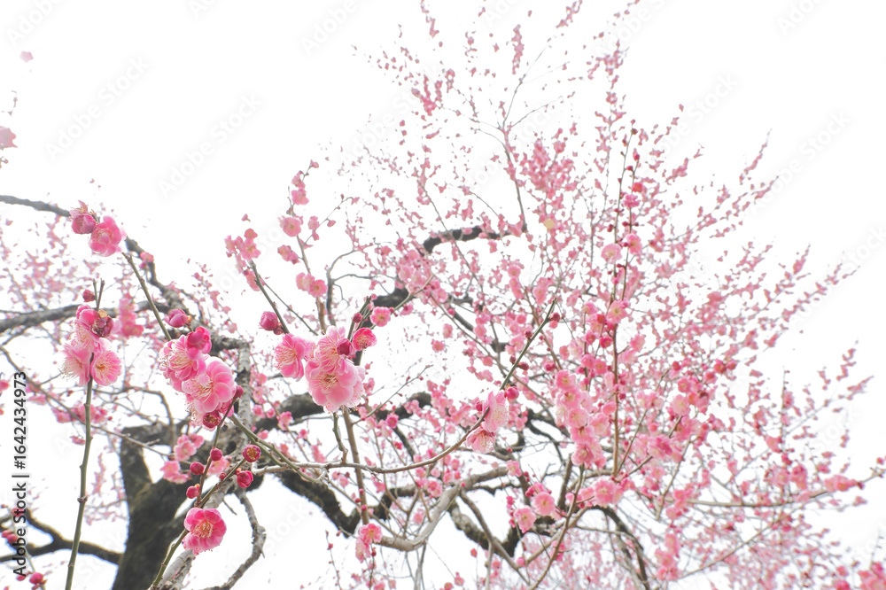 Naklejka premium 満開の紅梅