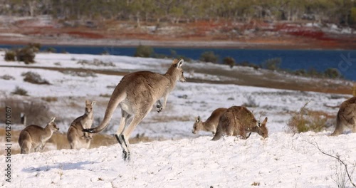 A beautiful young brown furred Eastern Grey jumping in a snow covered field with a mob of Australian kangaroos on a bright sunny day. Captured in slow motion.