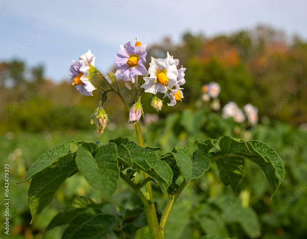 Fototapeta premium Potato blossoms in a field