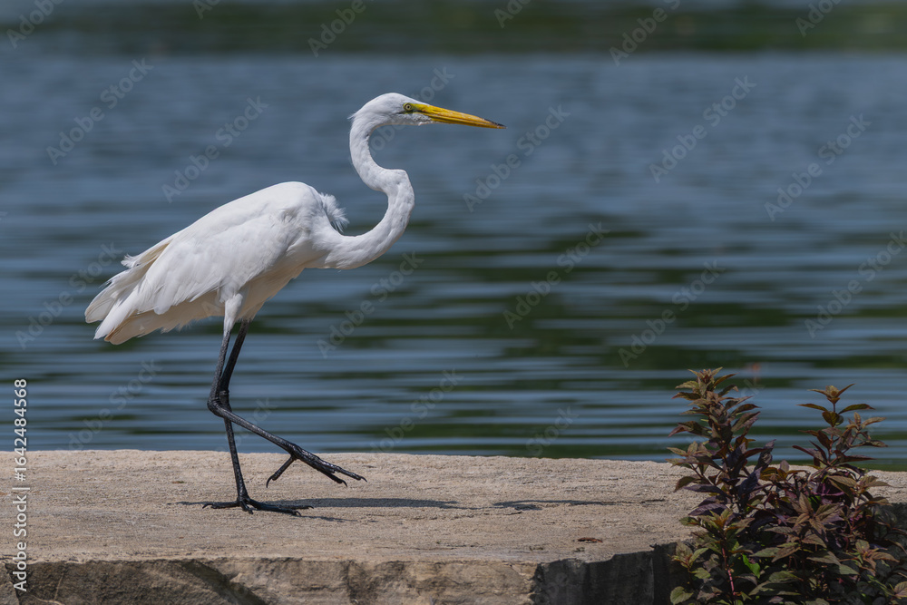 Great egret walking on a flat rock with lake in the background. Great egret walking on a flat rock with lake in the background.