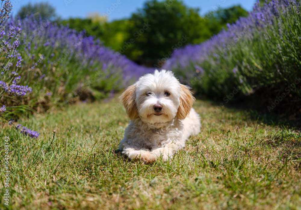 Young Havanese Dog in a Lavender Field Young Havanese Dog in a Lavender Field