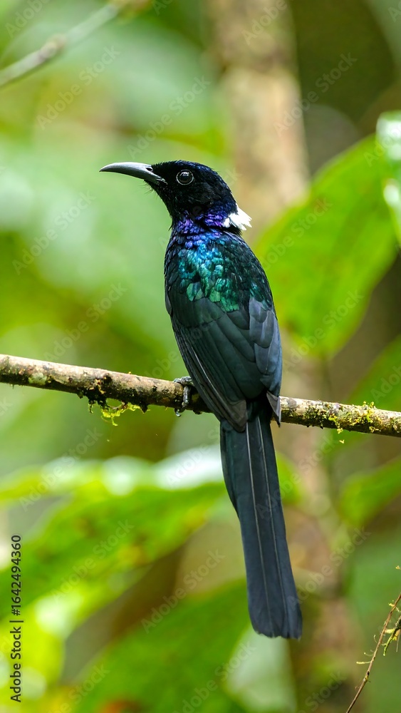 Fototapeta premium Colorful bird on branch in lush forest
