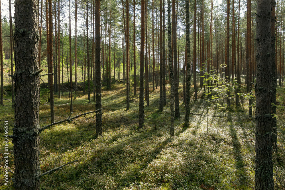 Obraz premium Tall pine trees in gentle sunlight cast long shadows across vibrant green undergrowth, creating a tranquil and pristine forest atmosphere.
