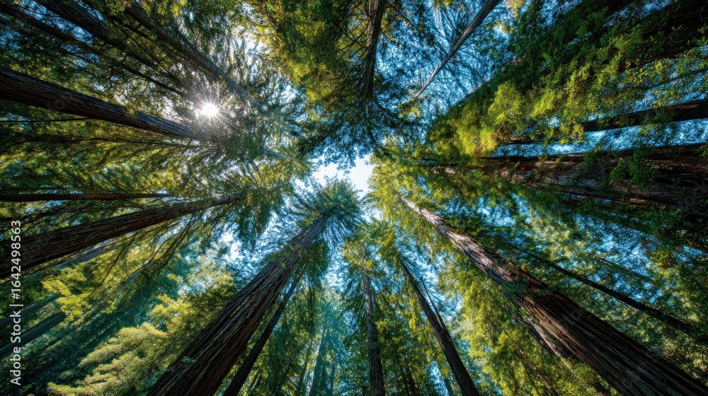 Fototapeta premium Forest canopy sunlight trees nature