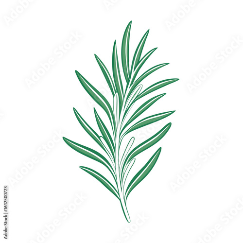 Fresh rosemary twig isolated on white background illustration