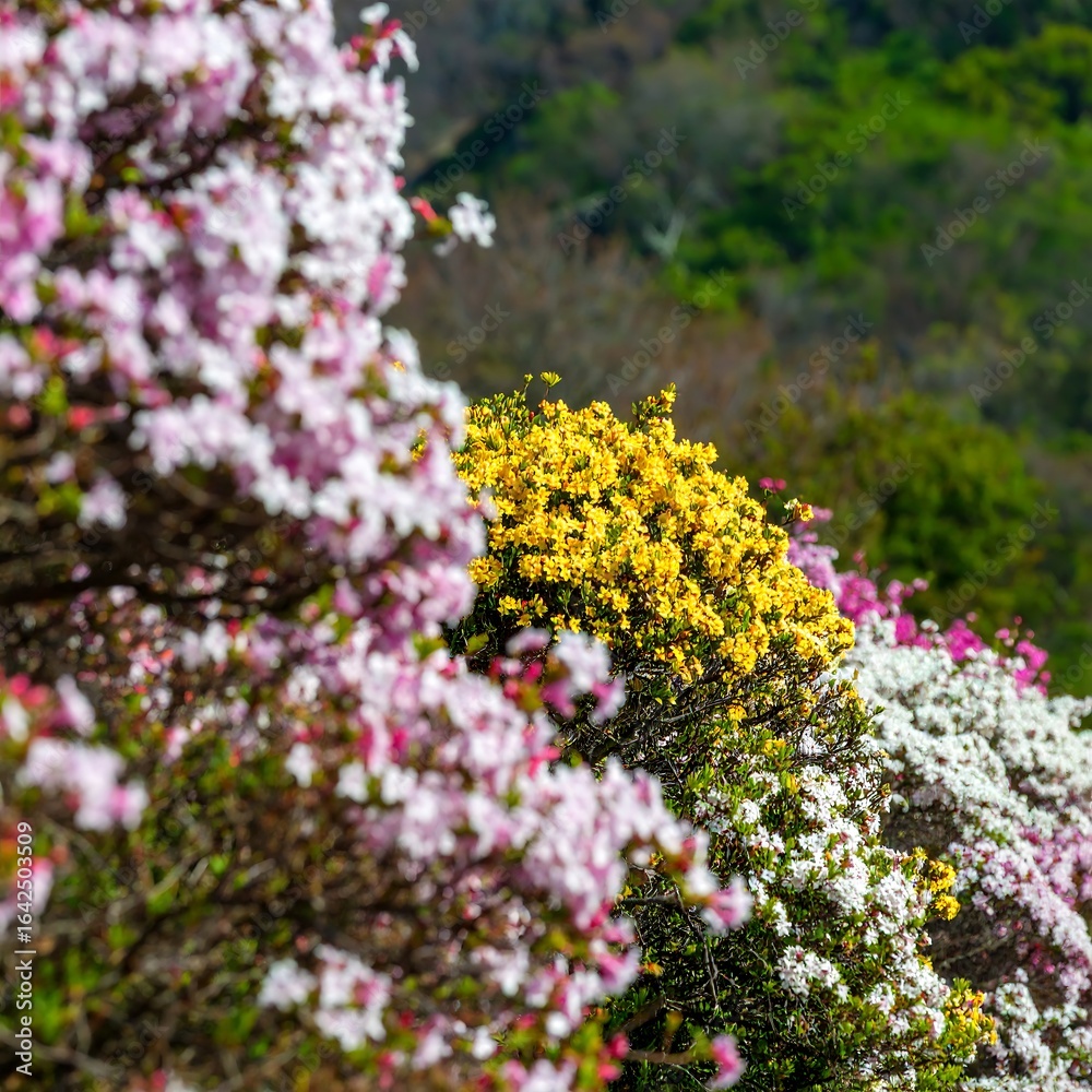 Obraz premium Vibrant flower display in shades of pink, white, and yellow