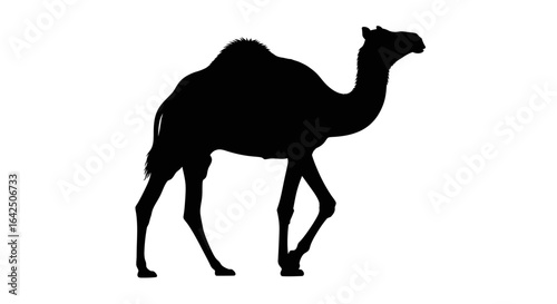 Silhouette of a Camel Walking on Isolated White Background