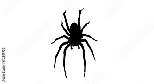 Detailed Spider Silhouette, Isolated Arachnid Insect with Eight Legs on white background