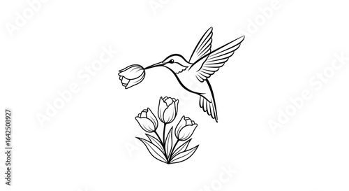 Graceful hummingbird silhouette drinking nectar from tulips on isolated white background