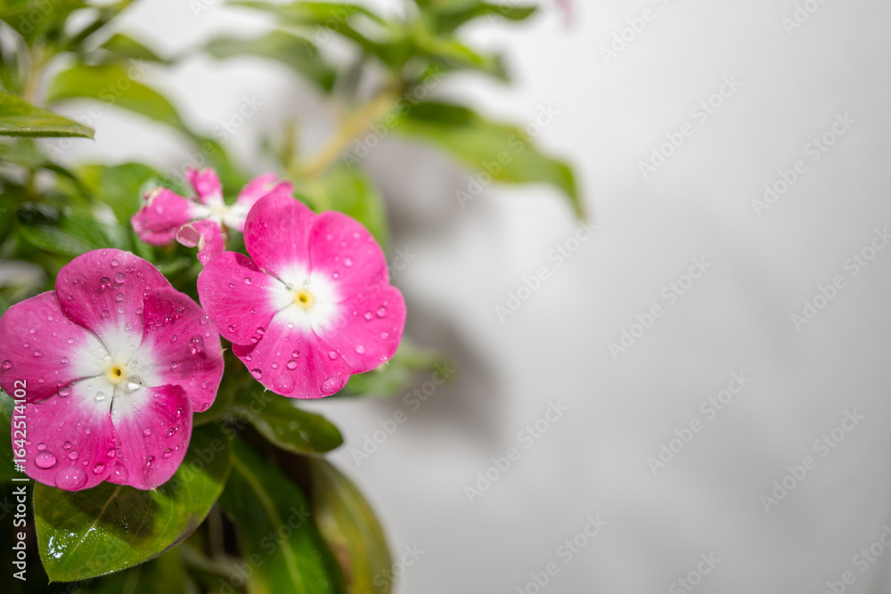 Obraz premium Dos Florecitas rosadas con espacio para texto y fondo gris