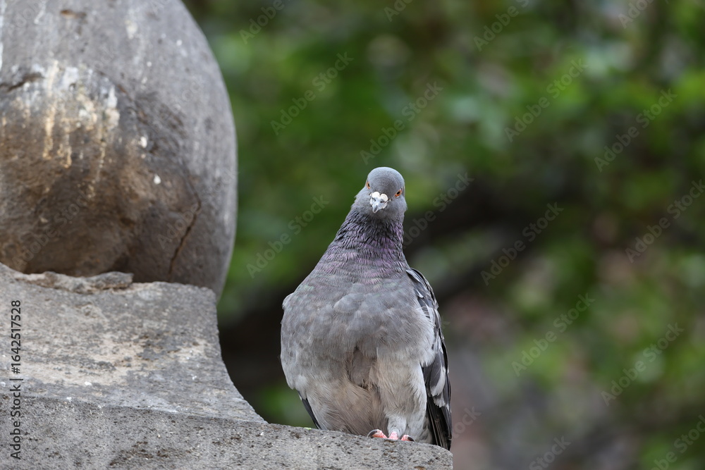 Obraz premium cotidiana