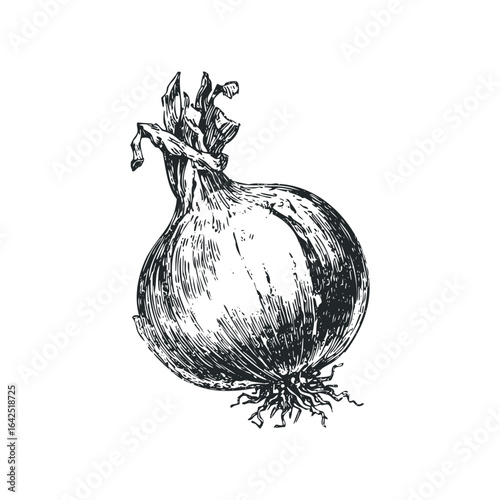 Vintage Botanical Drawing of an Onion Bulb with Roots and Leaves