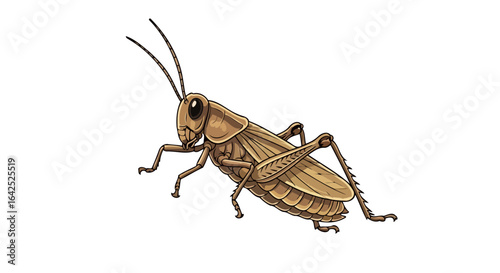 detailed grasshopper illustration perfect for nature entomology or design projects