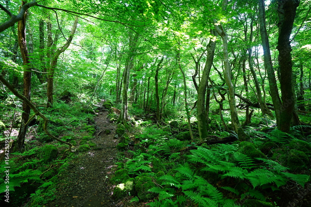 Obraz premium shiny spring forest and charming path