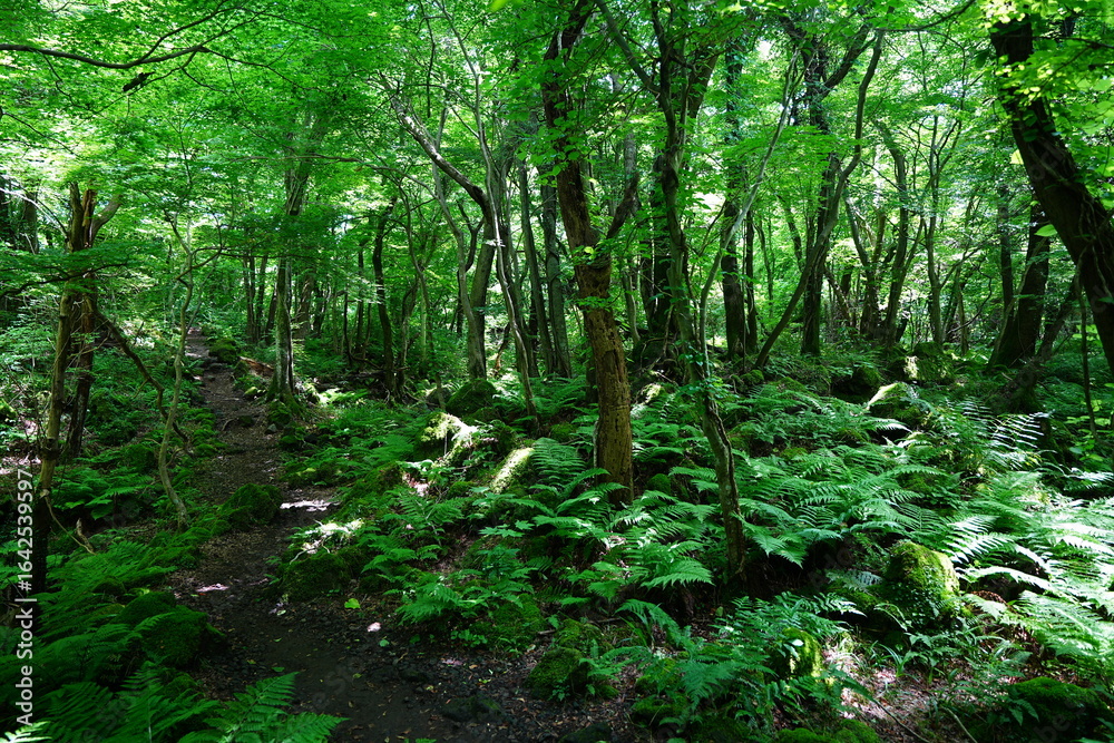 Obraz premium refreshing spring forest and charming path