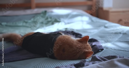 A ginger cat in a black T-shirt sleeps on a bed in an apartment on a summer morning.
