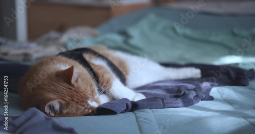 A ginger cat in a black T-shirt sleeps on a bed in an apartment on a summer morning.