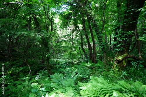 dense primeval forest in the mild sunlight