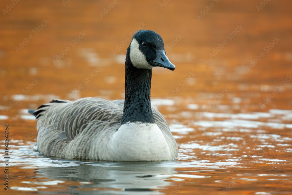 Fototapeta premium Canada Goose swimming on a pond with golden autumn colors reflected on the surface