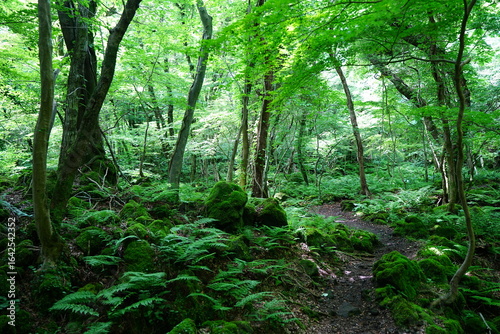 Canvastavla refreshing spring forest and charming path