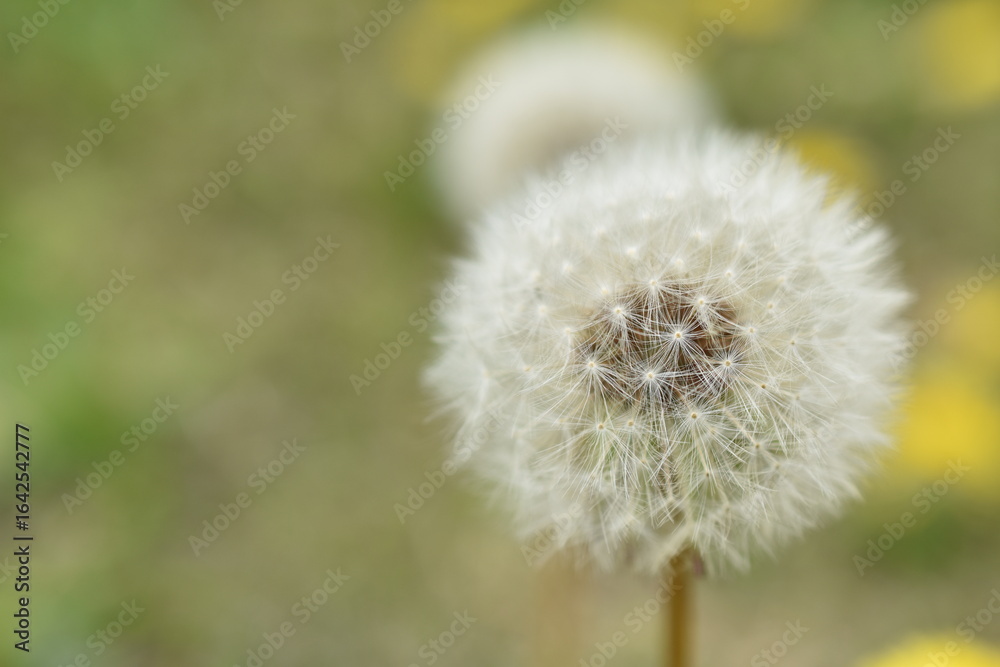 Obraz premium タンポポの綿毛をクローズアップ