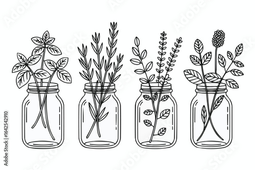 Line art drawing of herbs in mason jars plants