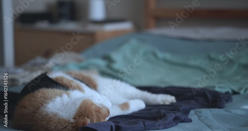 A ginger cat in a black T-shirt sleeps on a bed in an apartment on a summer morning.