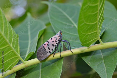 Spotted Lanternfly adult on tree of heaven leaf (Ailanthus altissima). Spotted Lanternfly (Lycorma delicatula) is an invasive species of insect with colorful spotted wings. The bug sucks tree sap.