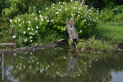 Rose mallow hibiscus flowers in pond near log