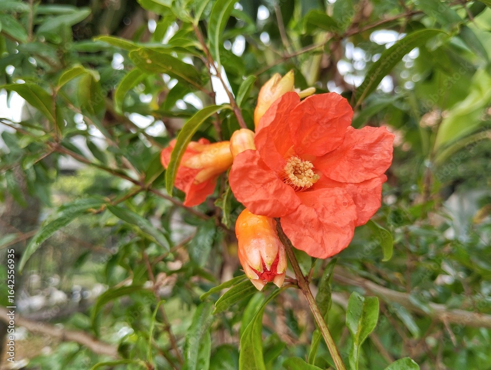 Obraz premium Pomegranate flower (Punica granatum ) blossom in garden at the morning 