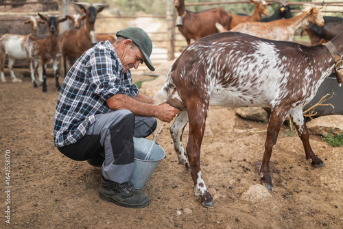 Rancher milking goat outdoors