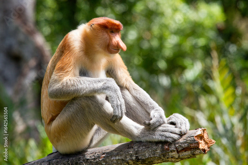 Male Proboscis Monkey at Labuk Bay Proboscis Monkey Sanctuary