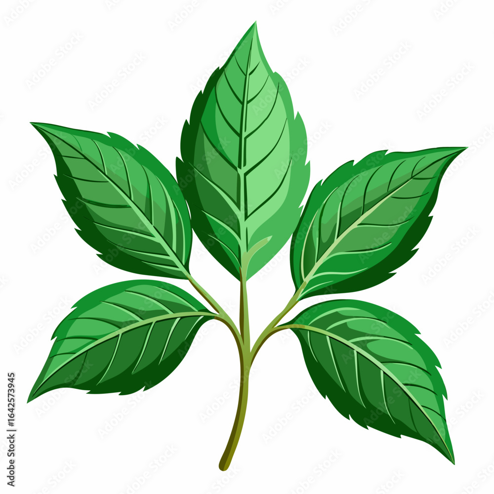 Fototapeta premium colorful illustration of an epazote leaves, isolated on white background
