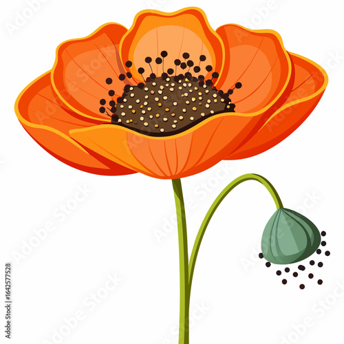 colorful illustration of a poppy flower seeds, isolated on white background