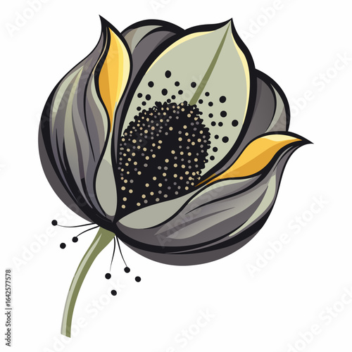colorful illustration of a poppy flower seeds, isolated on white background