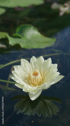 Wallpaper Mural 4K A beautiful pink waterlily or lotus flower in pond Torontodigital.ca