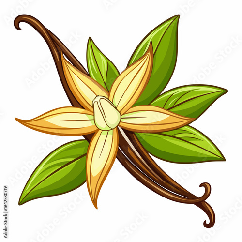 colorful illustration of a vanilla bean, isolated on white background